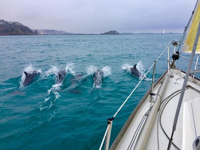 Winner 2, Jo Hider – Racing with dolphins © Jo Hider